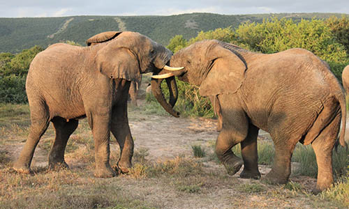 Shamwari game reserve